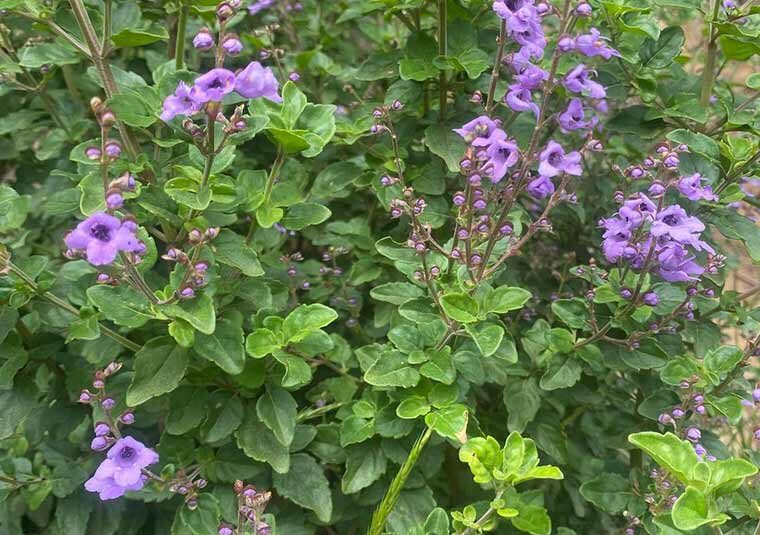 balm mint bush native plant