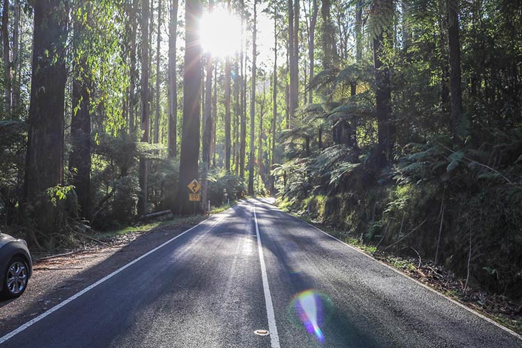 The road to lake Mountain with a sunset and trees