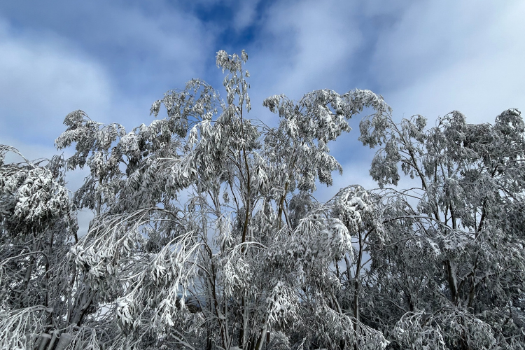 trees in snow